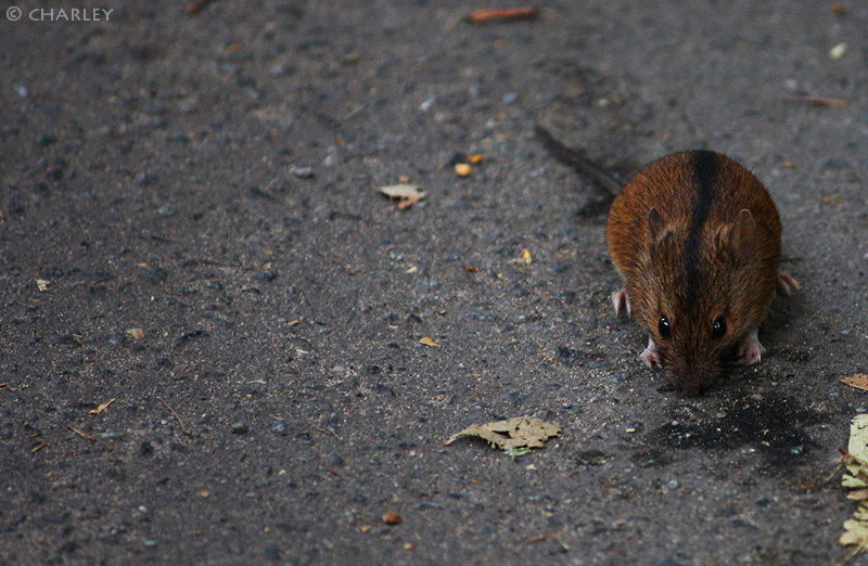 zoo-berlin2010 (110).jpg
